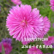 lշNӽD¾ոɣͥԺݾGN̨ݷN