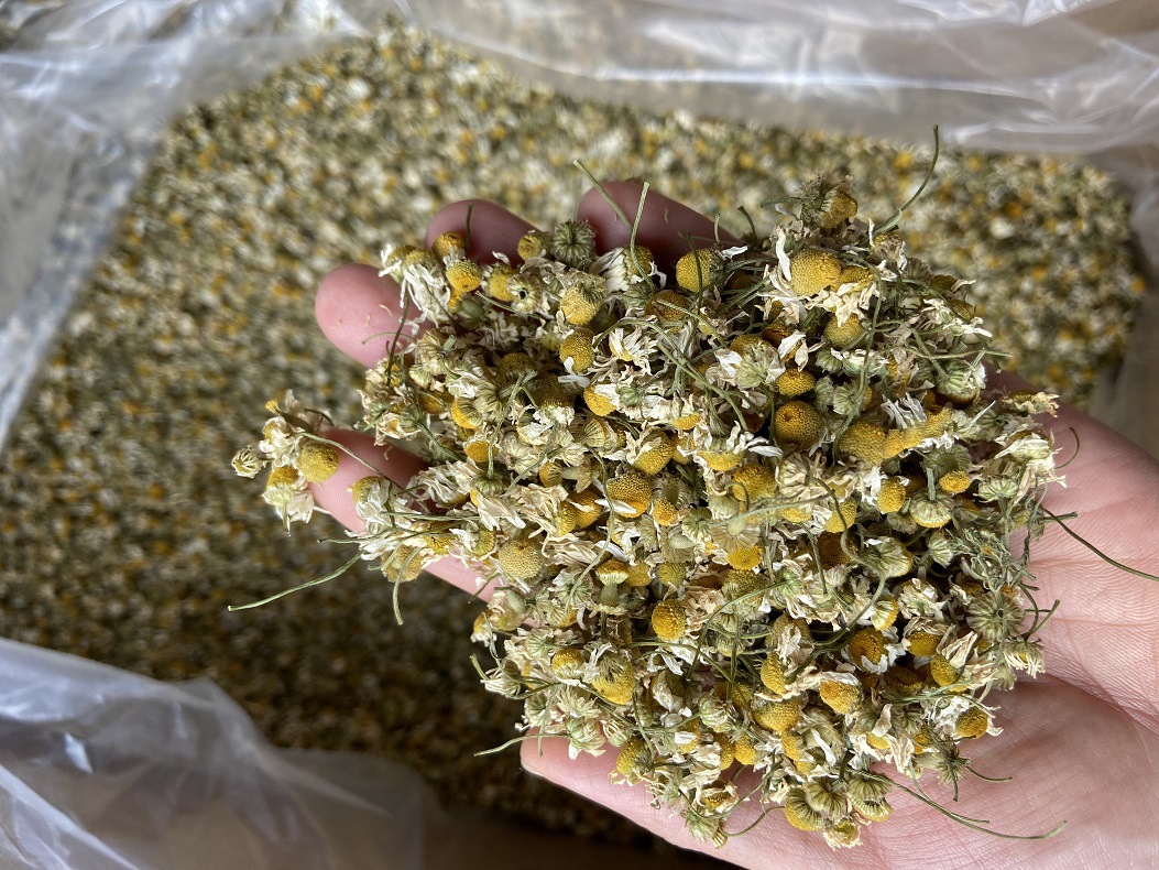 Chamomile Powder Yang Gan Ju Fine Ground Matricaria Flower Powder for Skincare and Herbal Blends 500g quality and texture