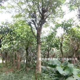 大叶榕 福建种植基地直销 行道绿化树 园林景观工程用苗