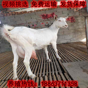 山羊仔圖片 海量高清山羊仔圖片大全 阿里巴巴