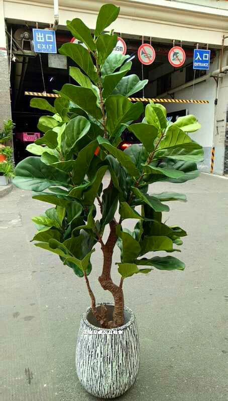 Simulation Cactus Simulation Brazilian Iron Simulation Money Tree Simulation Potted Plants Office Hotel Decoration Green Road Decoration Simulation Cactus Simulation Brazilian Iron Simulation Money Tree Simulation Potted Plants Office Hotel Decoration Green Road Decoration