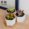 Dongheng multi -meat flower pot potted ceramic creative white flower pot small hexagonal polysmal white porcelain small flower pot set