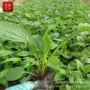 绿化公园工程景观小苗