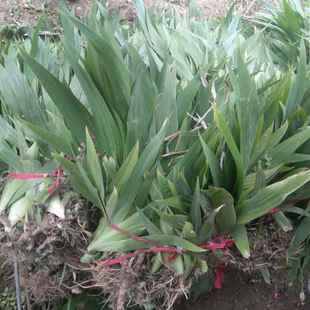 �Sβ����ͥԺ�G�����̻�����ľ������С�^�e���@���쾰���ݾGֲ��