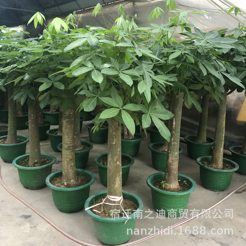 发财树盆栽 植物室内大客厅摆件招财风水树桩小盆大型独杆树绿植