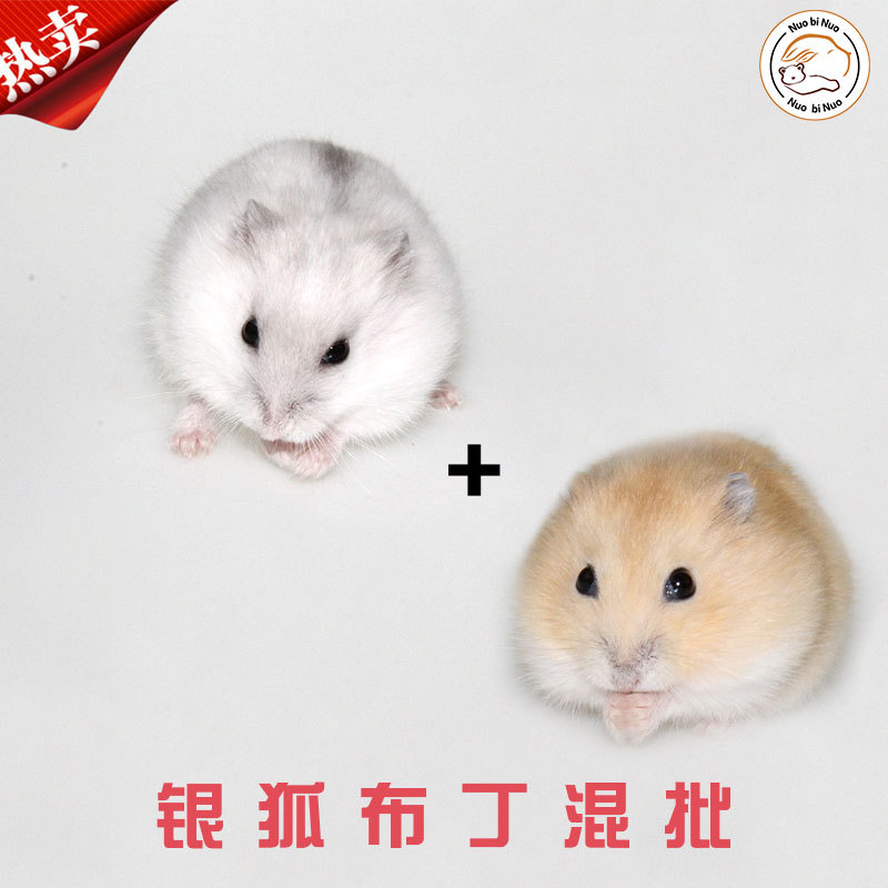 诺比诺宠物仓鼠活物批发布丁银狐仓鼠混批仓鼠宝宝|ms