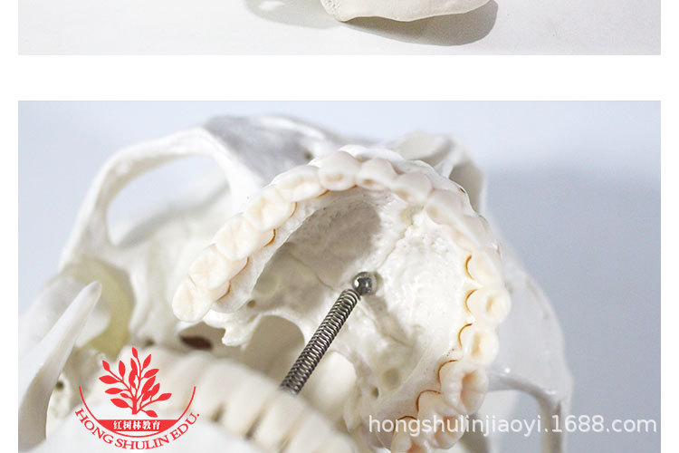 5 正常头骨纯白.jpg
