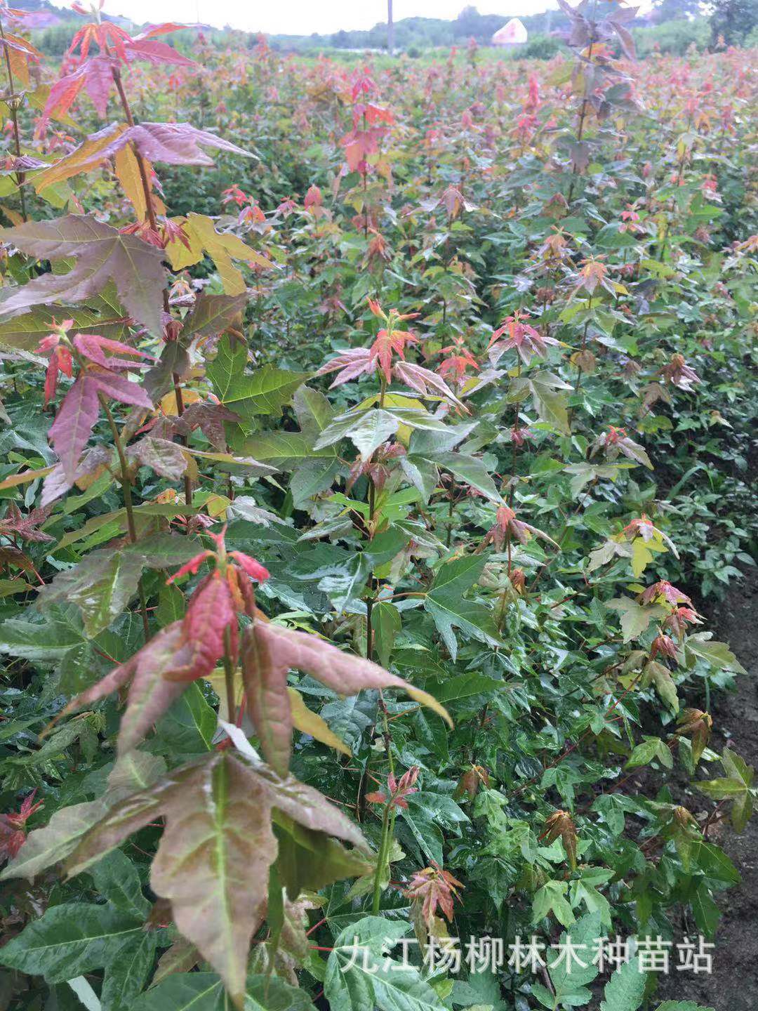 微信图片_20190818125111