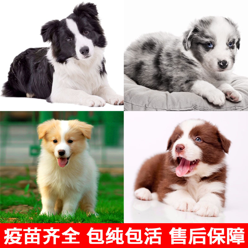 Border Collie Puppies Thoroughbred Pets Living creatures IQ golden Meteorite Edge of husbandry Puppies Gold