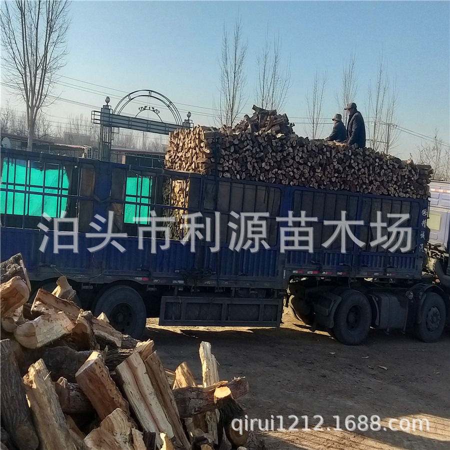 常年大量现货供应枣木柴 木质硬 壁炉取暖柴火 果木 烤披萨烤牛排|ms