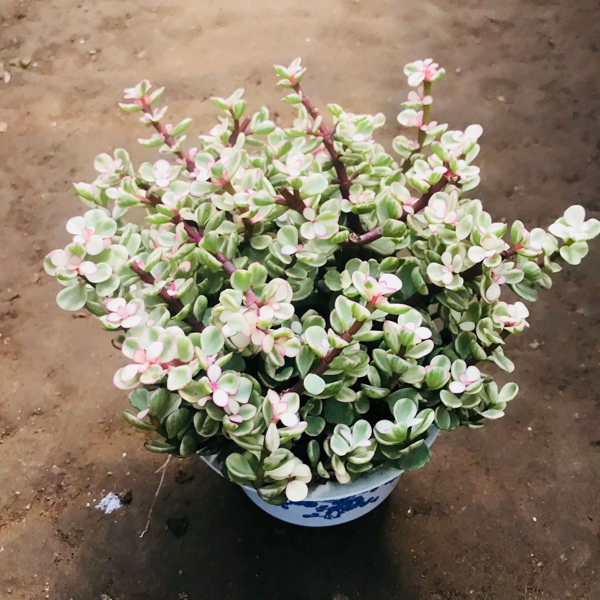 Теплица оптом сочные горшечные растения поверхность офисного стола зеленые растения цветы элегантная музыка танец сочные горшечные растения