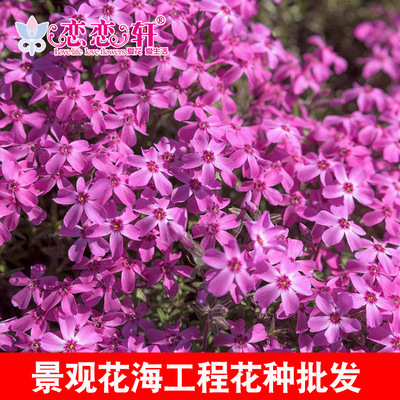 Snow Dwarf round Flower seeds goods in stock wholesale Parterre Flower border Material Science Flower Sea Scenery green engineering Dedicated Seeds