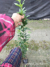 温江基地大量批发工程绿化藤本花木迎春花袋苗庭院花园专用绿植