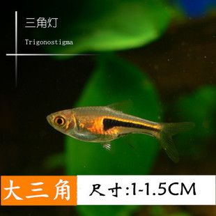 淡水小型魚圖片 海量高清淡水小型魚圖片大全 阿里巴巴