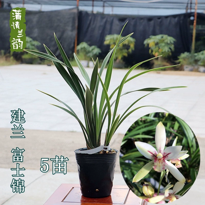 Jianlan Four Seasons Орхидея Fuji Парча Лучжоу-аромат Рассада орхидеи Крытый Зеленый Посадка Цветочное растение в горшке