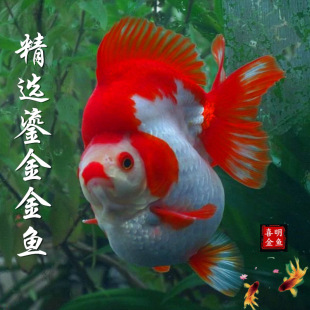 �L��β�����Lˮ���~��С���w��Ʒ�~�~��߱��̽���~��ˮС�~���l