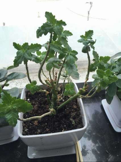 白粉病专用 经众多花友使用对长寿花白粉病效果显著 安全 种苗花卉网