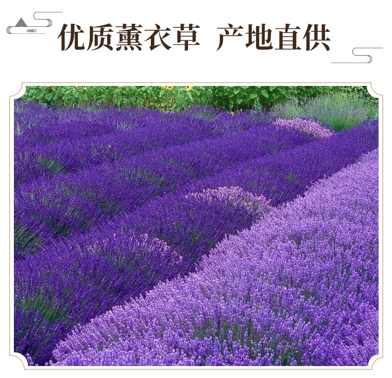 Dried Lavender Buds Xun Yi Cao 1 lb Natural Aromatic Herb for Sachets Pillows and Herbal Blends key features
