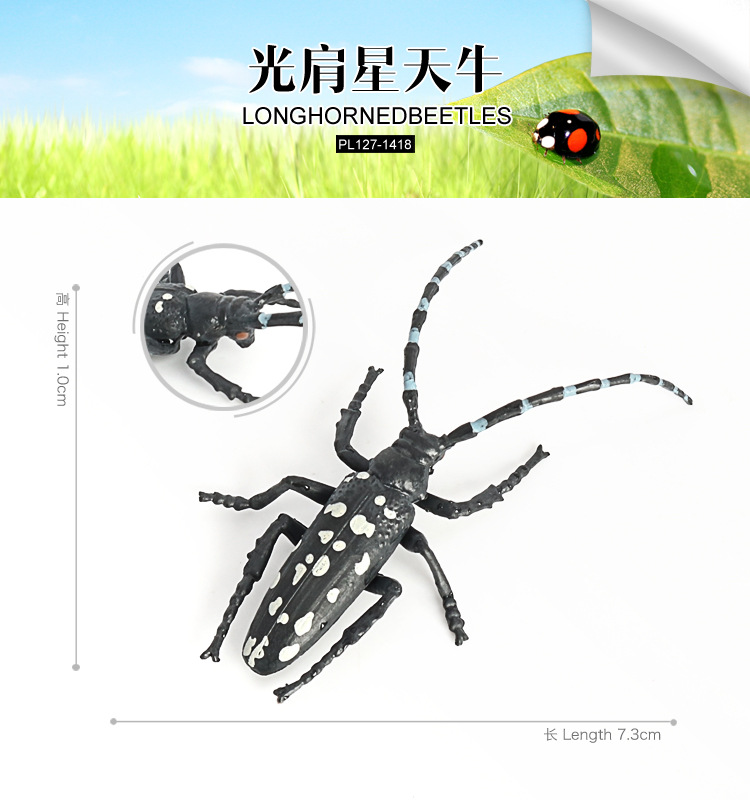 1418-光肩星天牛