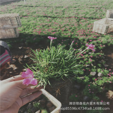 ɽ�|�Wʯ��r�� �Wʯ���޸��ر����� ���ݕr��ݻ����l