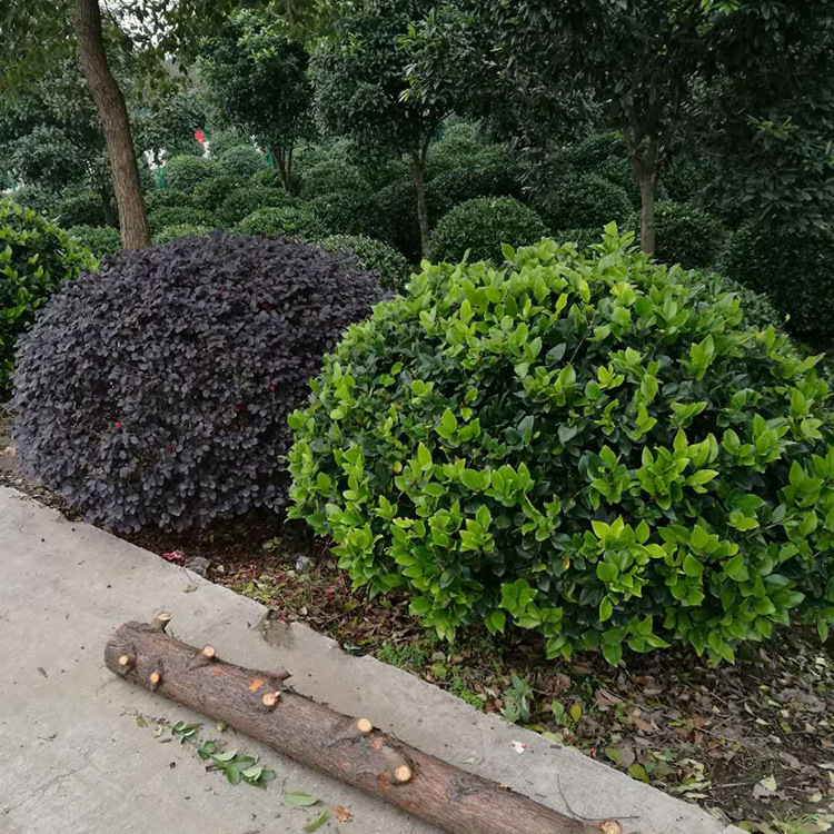 绿化冠幅怎么测量,冠幅怎么测量最简单,冠幅的测量方式_大山谷图库