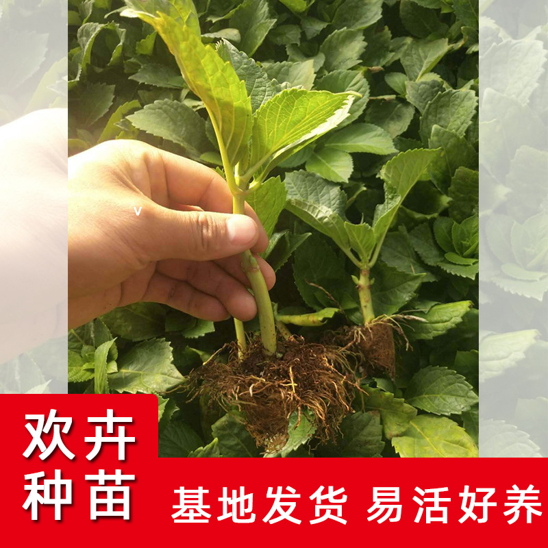 绣球花小苗云南昆明绣球苗夏花苗绿植鲜花盆栽根系发达鲜活 种苗花卉网
