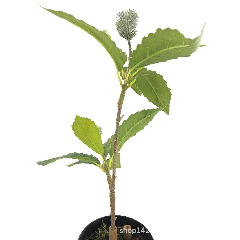 XRB-132 锯齿佛塔叶4.jpg