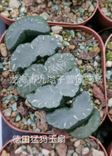 趣味园艺绿植栽培观赏性绿色植物十二卷属德田猛犸玉扇万象玉露