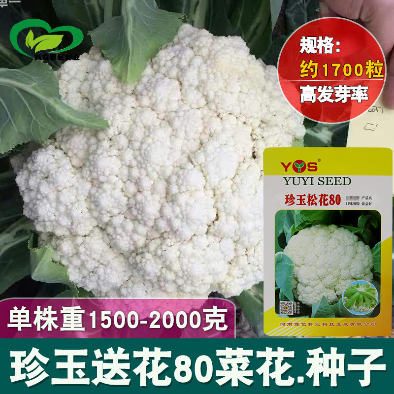 珍玉松花80菜花种子 农田菜园耐湿中熟甜脆松花菜菜花籽