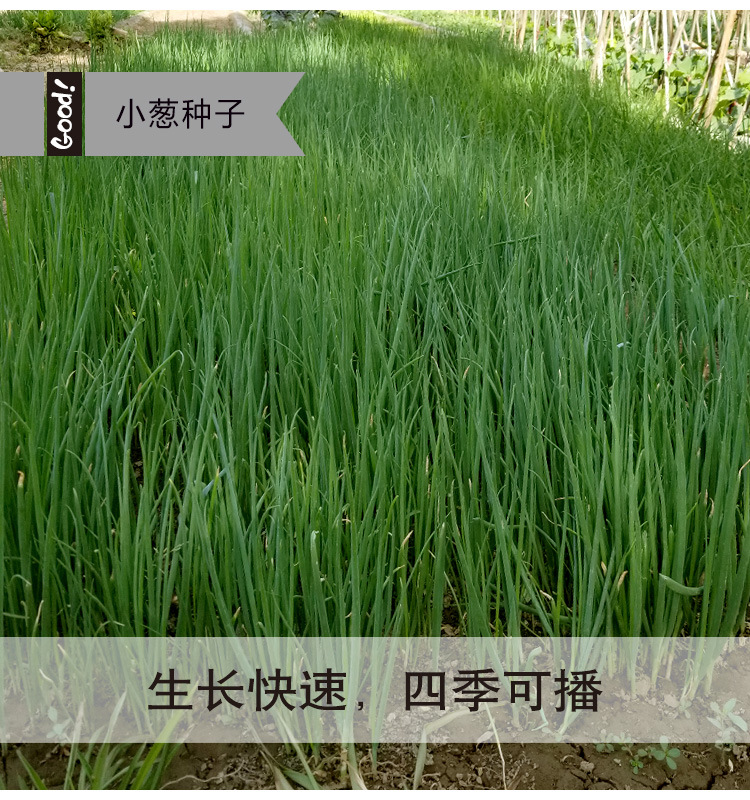四季小葱03-1