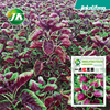 A little red amaranth seed Han dry vegetable seed seed seed seeds sowing balcony potted courtyard is easy to plant vegetables seeds