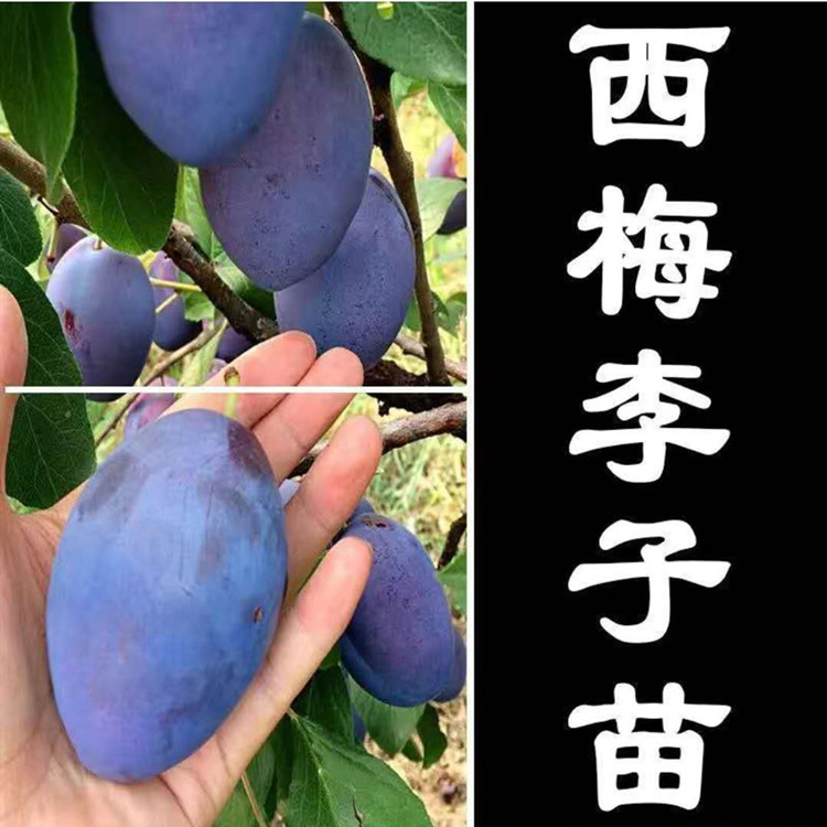 be233199424d8cdcb8d1f988e48efa