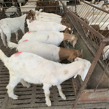 波尔山羊价格 一只波尔山羊饲养成本 波尔山羊种苗在哪里买