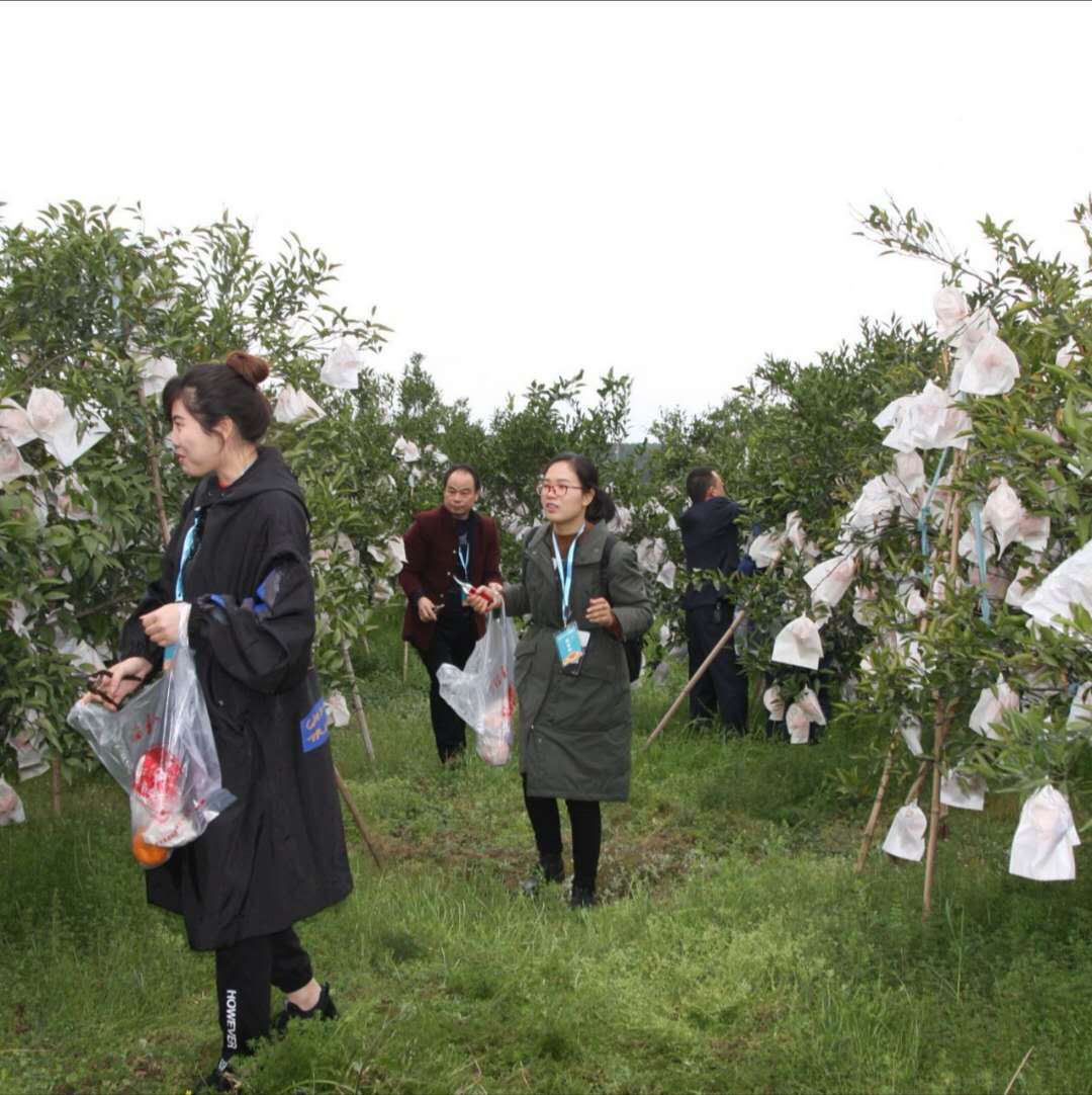 Саженец золотой осени 1