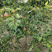 花梨树 花梨树品牌 图片 价格 花梨树批发 阿里巴巴
