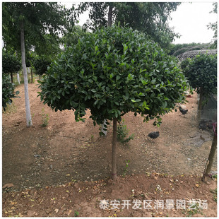 �ߗU�lì��r�� �����ڷ�80����1�����ϸߗU�lì������