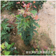 ������Ǘ�����Nֲ���� ���۸߶�50������Ǘ�С��