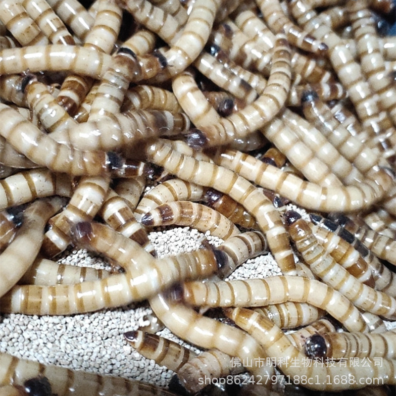 微信图片_20200703105532_副本