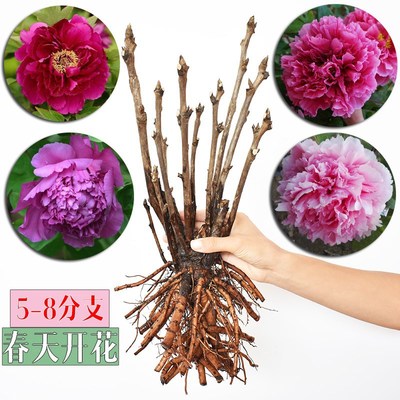 5-6 Branch peony Flower seedlings Potted plant flowers and plants Flower Botany indoor courtyard balcony Four seasons Bloom