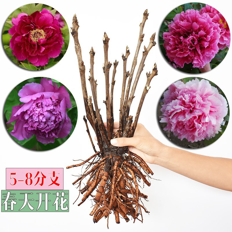 5-6 Branch peony Flower seedlings Potted plant flowers and plants Flower Botany indoor courtyard balcony Four seasons Bloom