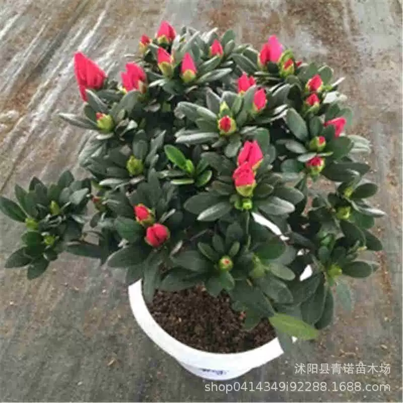 Рододендрон Азалия цветы в горшках в помещении с цветочным горшком зеленые растения цветы саженцы растений оптом Рододендрон