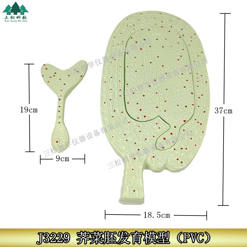 3229荠菜胚发育模型植物模型初高中生物科教仪器教学演示