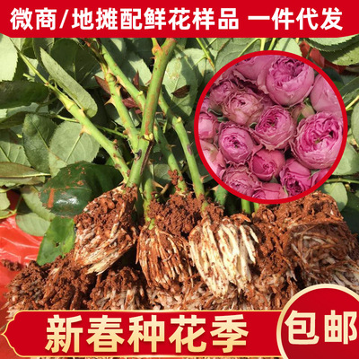 Long Roses rose Fog Bubble Purple Pink wholesale Yunnan Fresh Cut Flowers Base supply flowers and plants