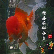 ~箔qQ피t{^wLˮ^p~ˮ~Сl