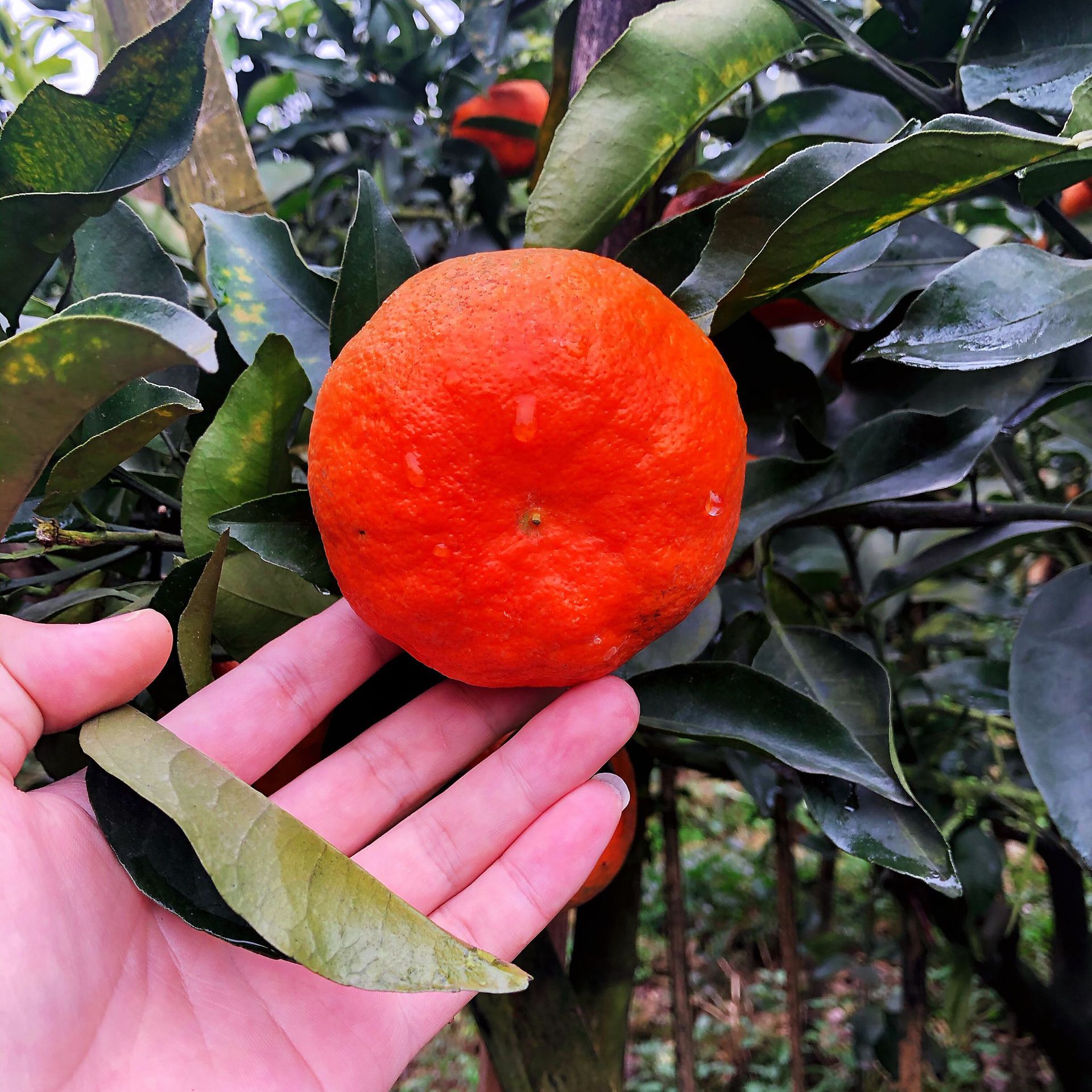 1 год рассада 4