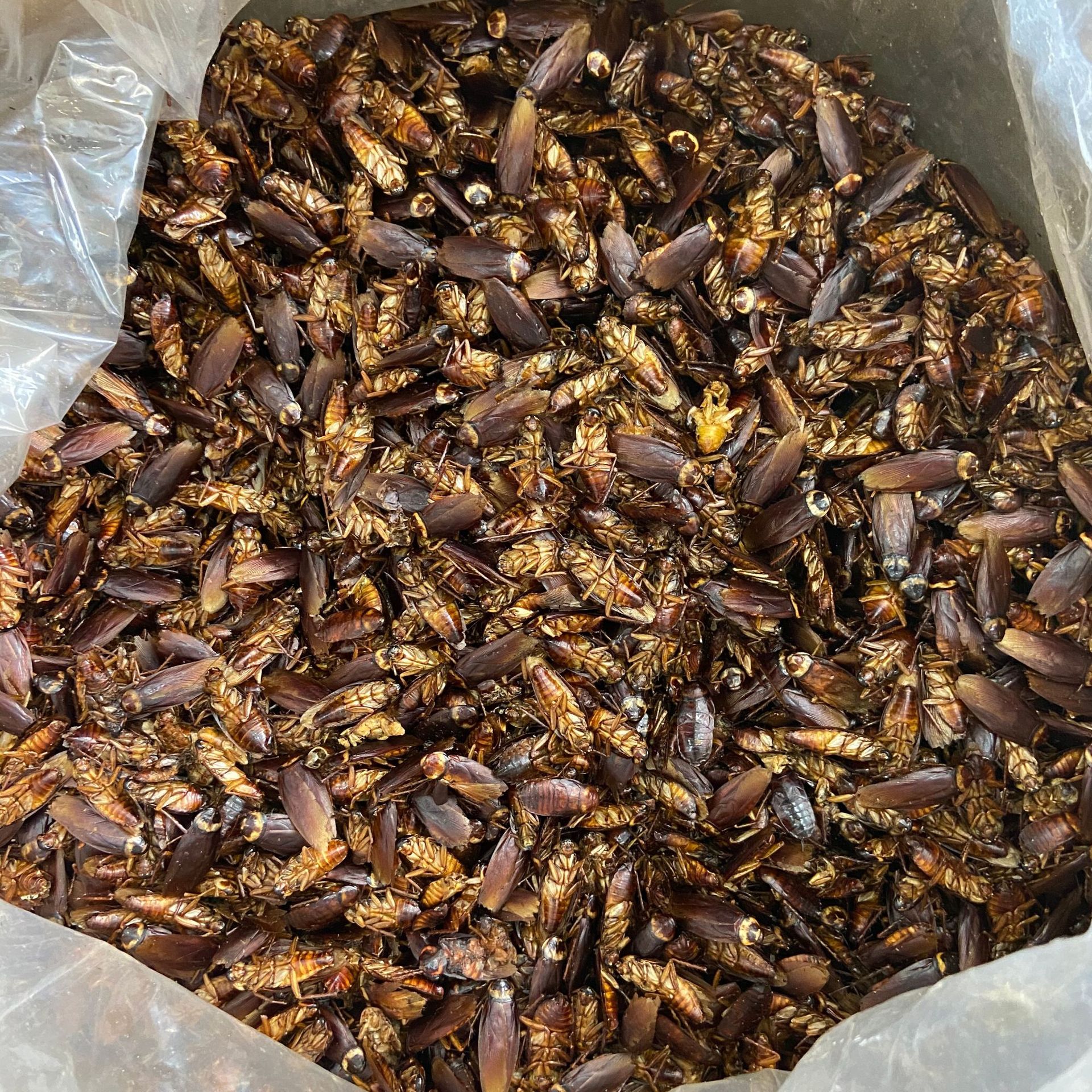 Dried Cockroach Whole Insect Yan Lang 500g Traditional Chinese Herbal Material Sun Dried quality and texture