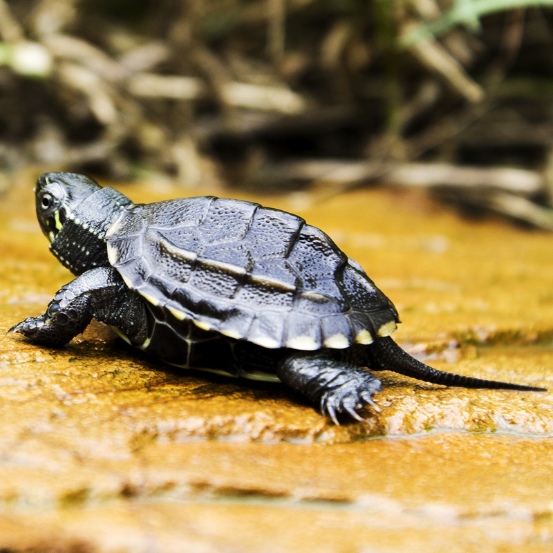 外池中华草龟苗冷水草龟宠物活体观赏小乌龟金线草龟墨龟苗招代理|ms