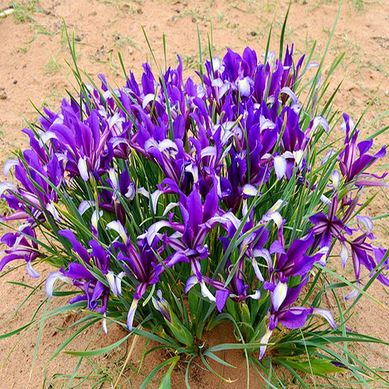 Ма Лиан новый-выбрали Ма Ланьхуа семена засухоустойчивость заболачивание толерантность сильная приспособляемость к солености Многолетние четырехсезонные семена цветов