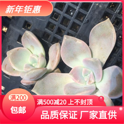 天羽多肉 砍头苗紫乐 多肉苗批发 无根批发多肉植物