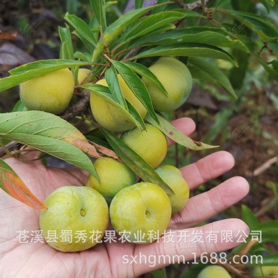 现挖蜂糖李子苗脱骨李青脆李子果树苗南方种植空心冰糖李子嫁接苗